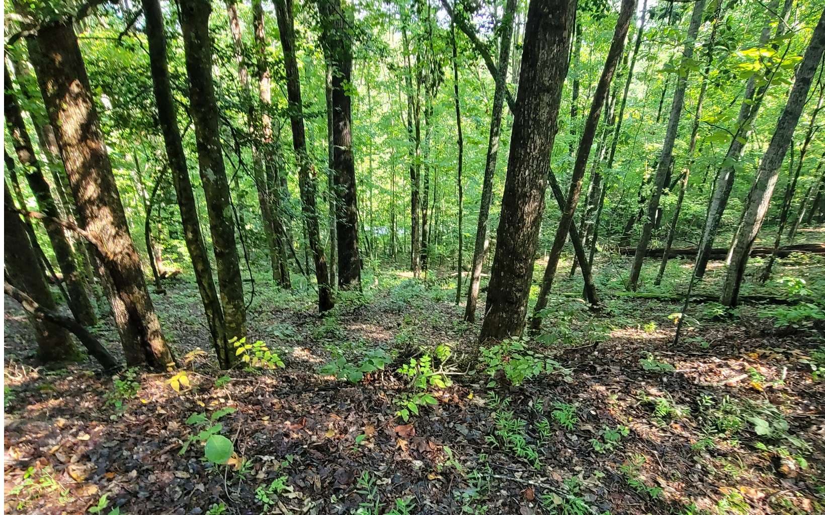 154-5 Dogwood Circle, Hayesville NC 28904 - Primary photo