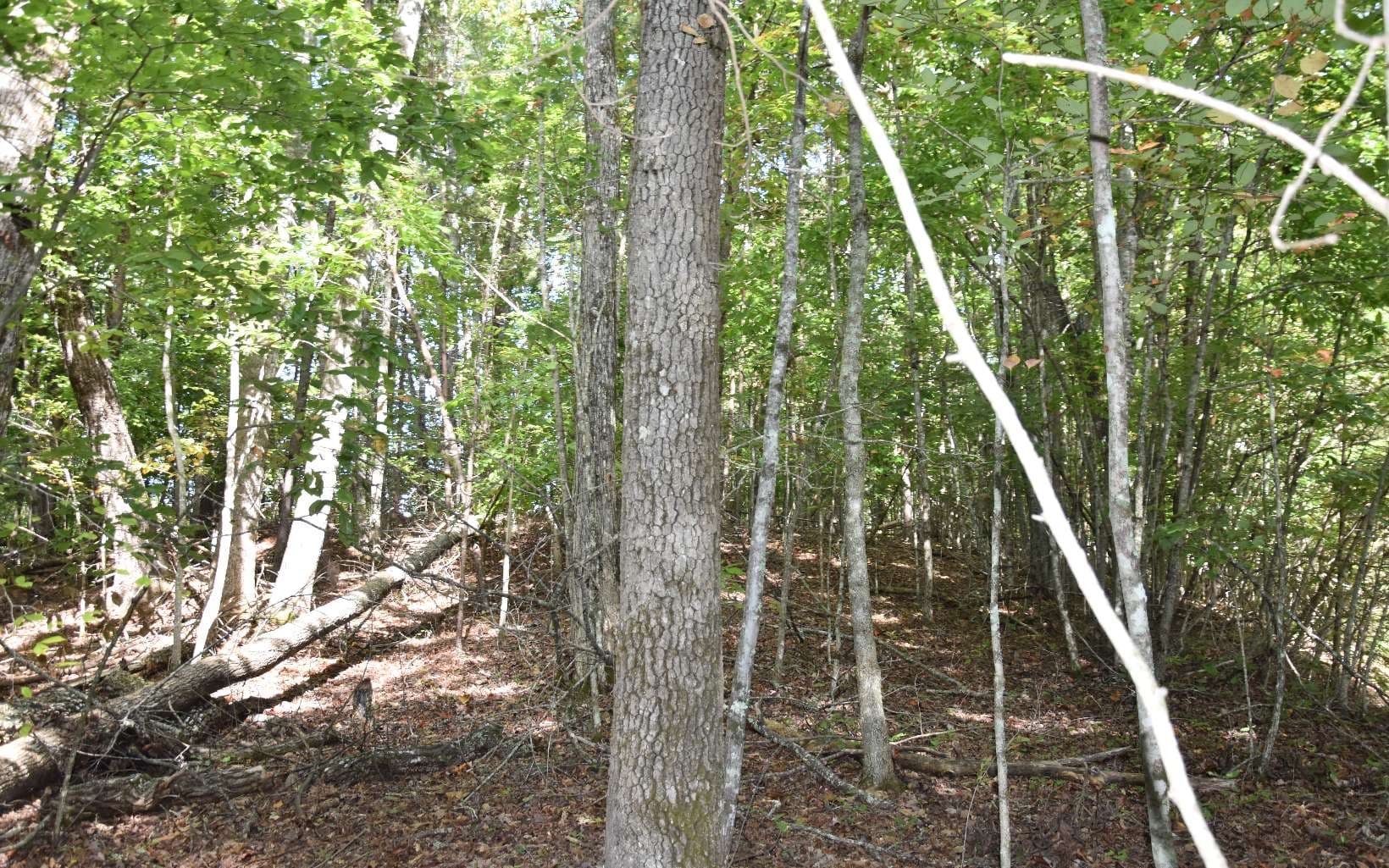 32A Licklog Ridge, Hayesville NC 28904 - Photo