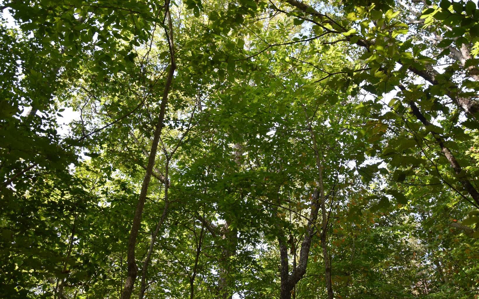 32A Licklog Ridge, Hayesville NC 28904 - Photo