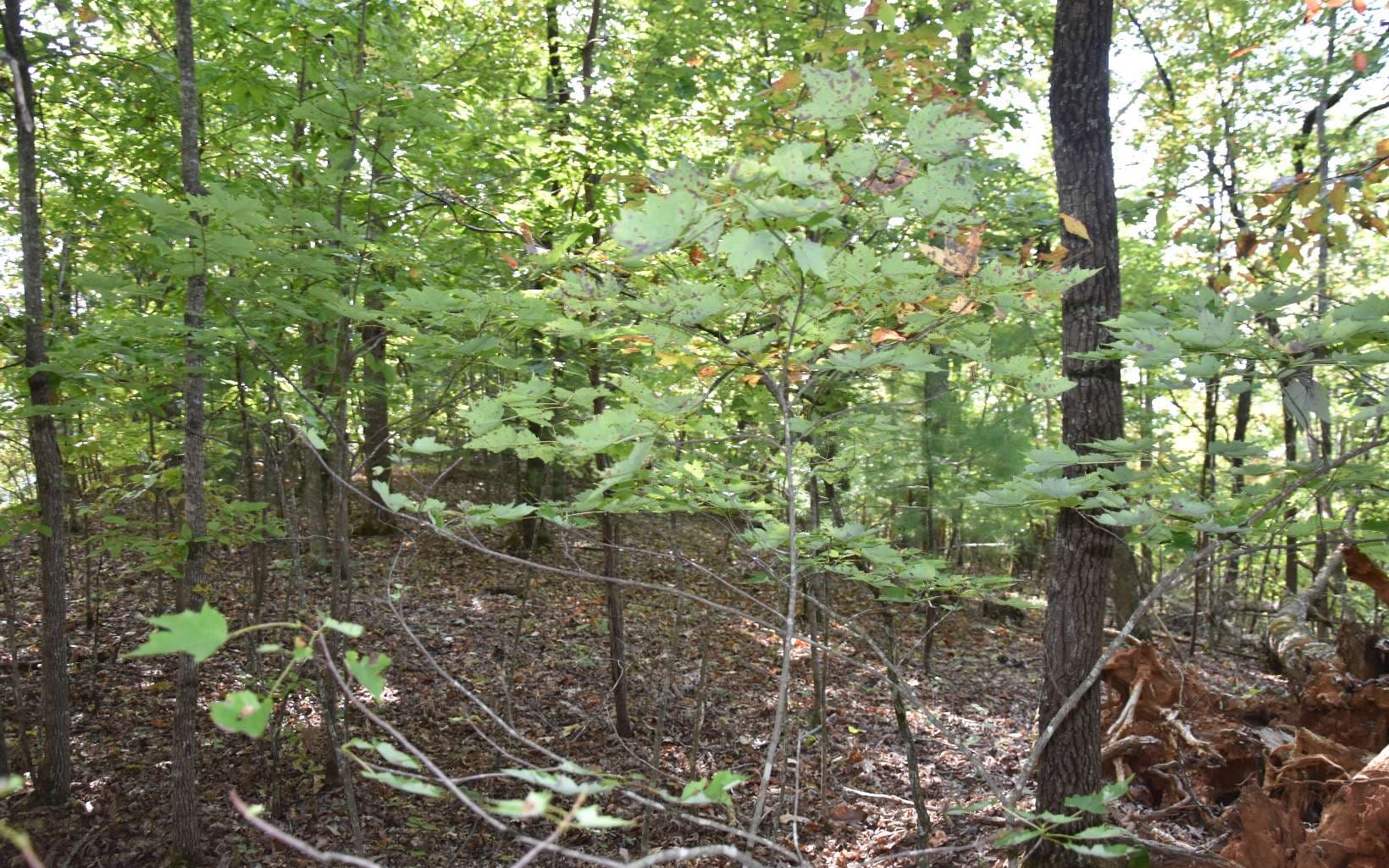 32A Licklog Ridge, Hayesville NC 28904 - Photo