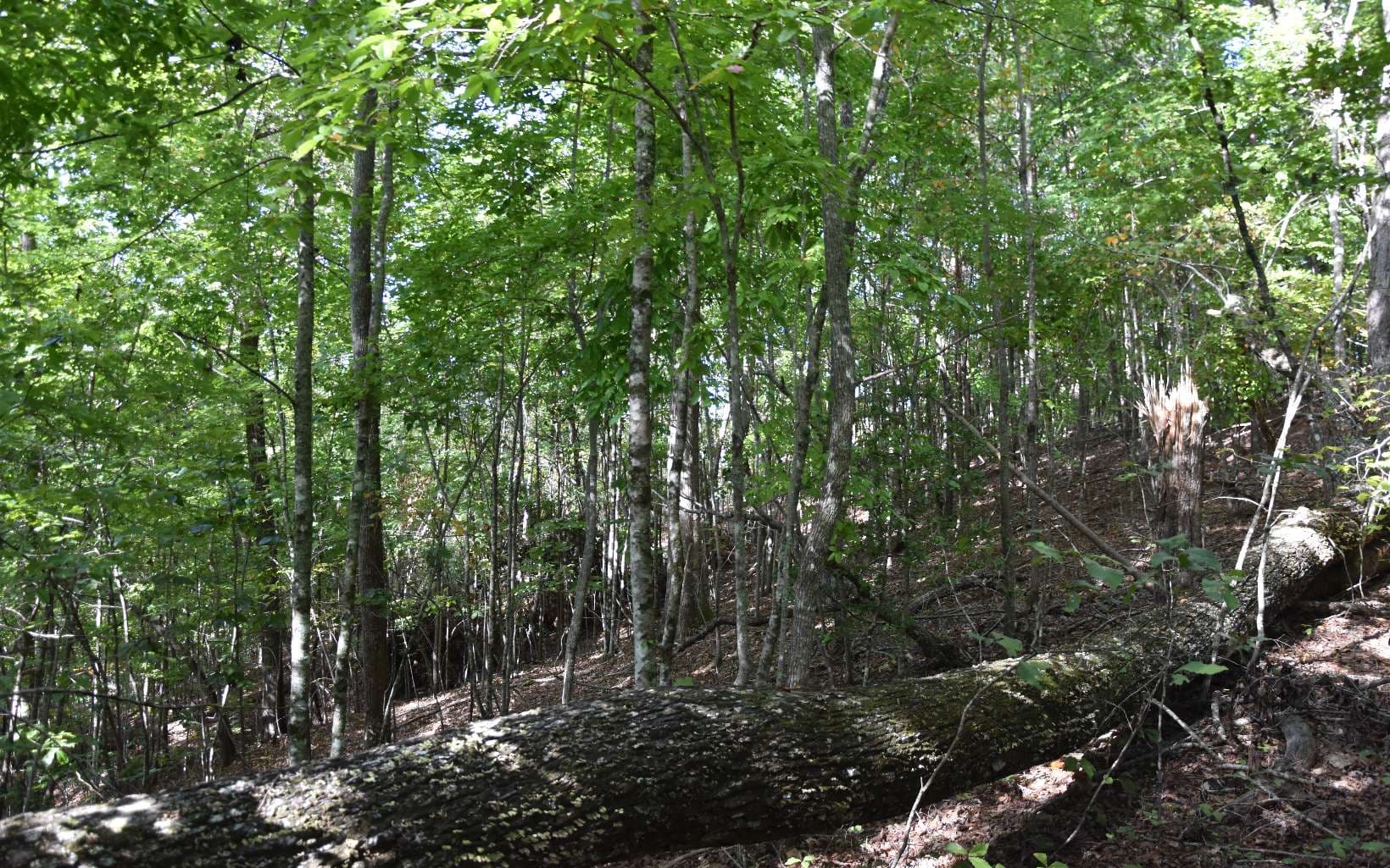32A Licklog Ridge, Hayesville NC 28904 - Photo