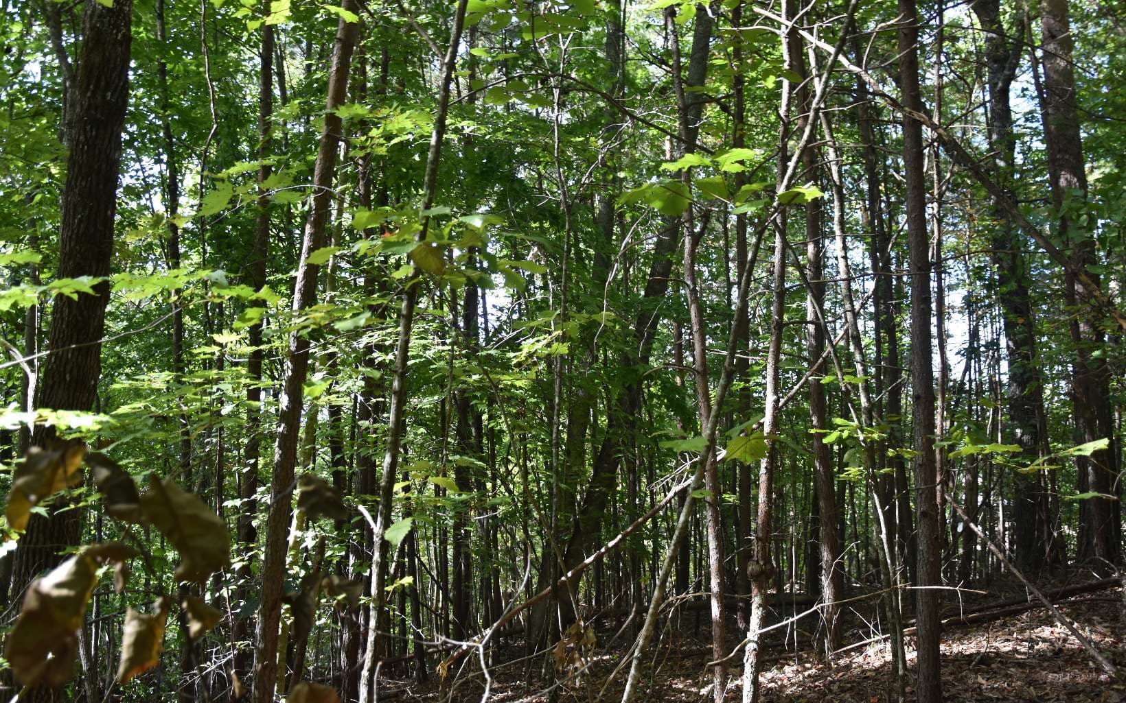 32A Licklog Ridge, Hayesville NC 28904 - Photo