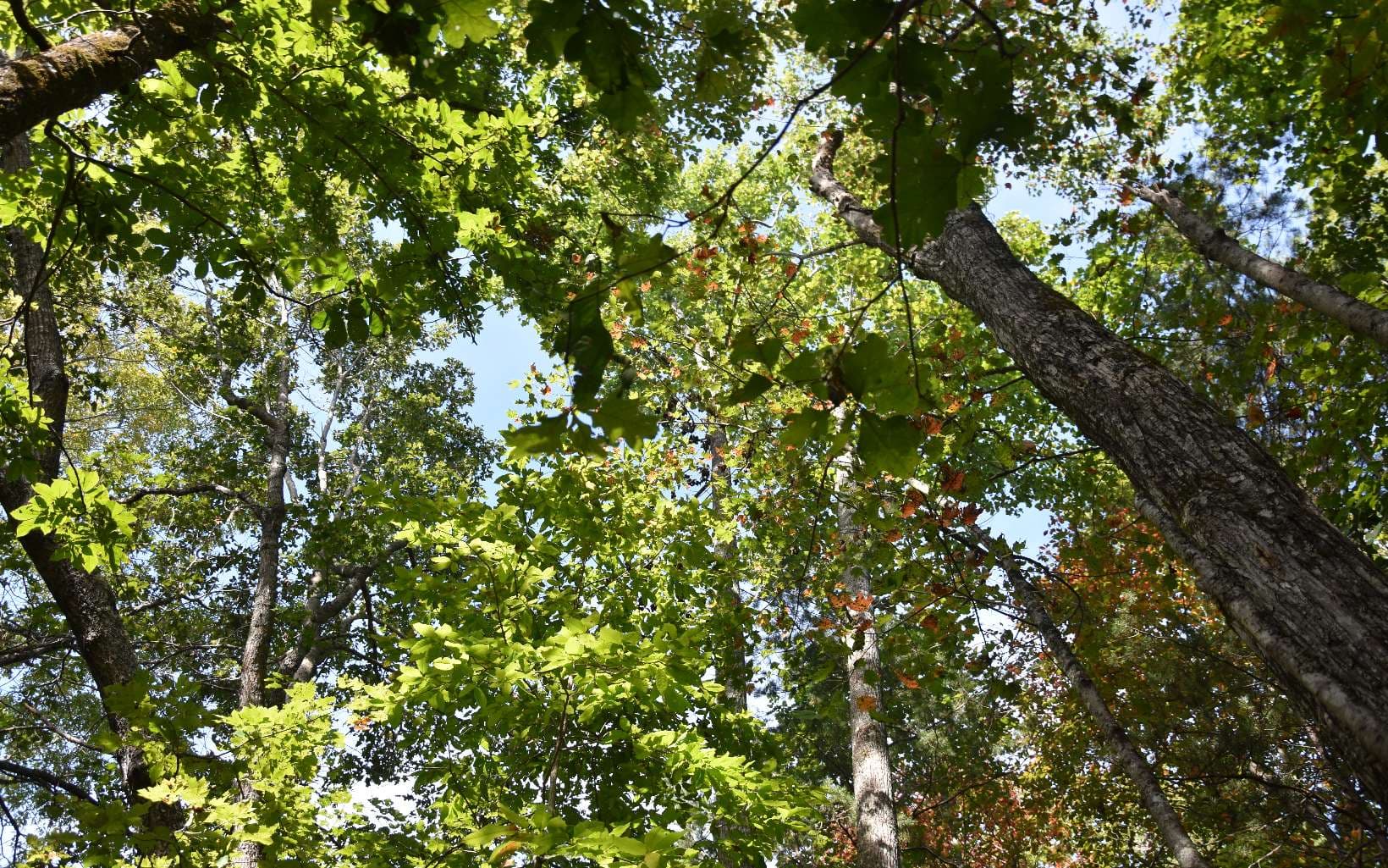 32A Licklog Ridge, Hayesville NC 28904 - Photo