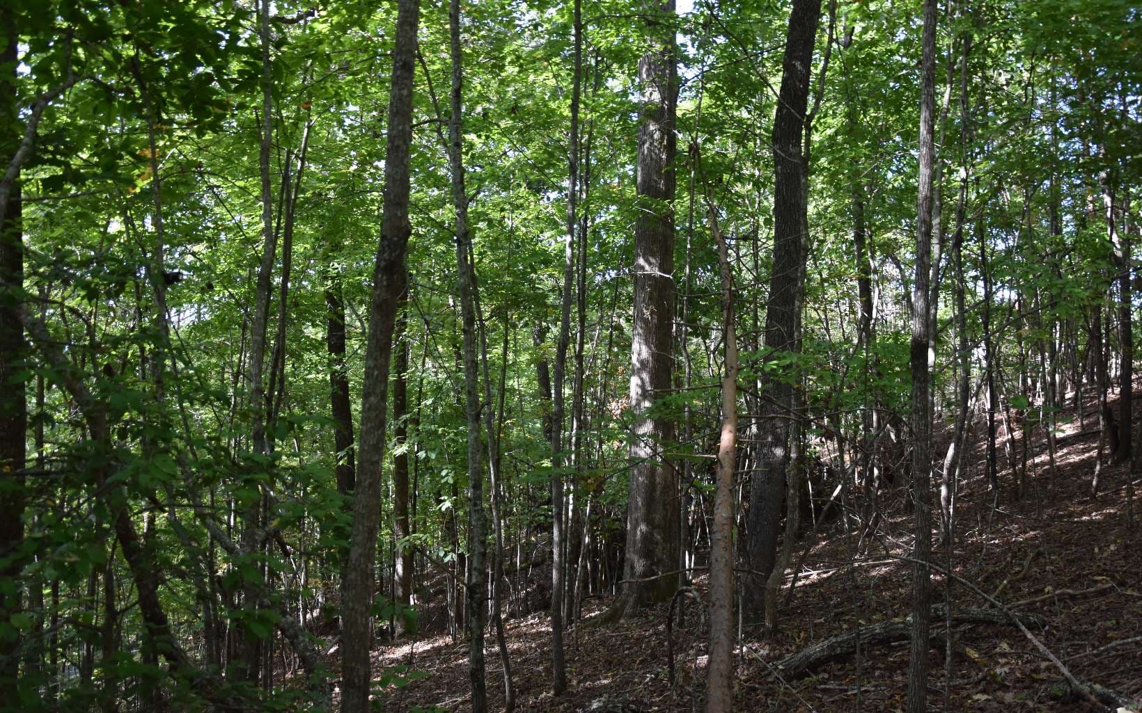 32A Licklog Ridge, Hayesville NC 28904 - Photo