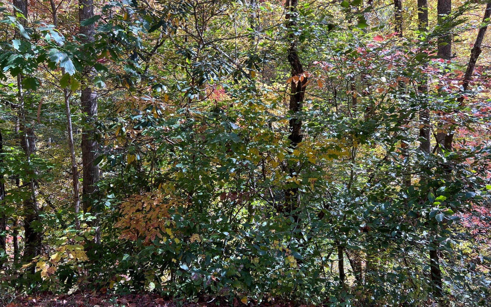 TR 1 Tusquittee Road, Hayesville NC 28904 - Photo