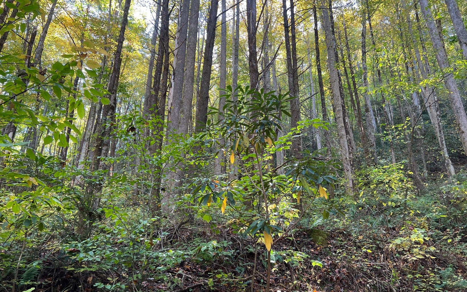 TR 1 Tusquittee Road, Hayesville NC 28904 - Photo