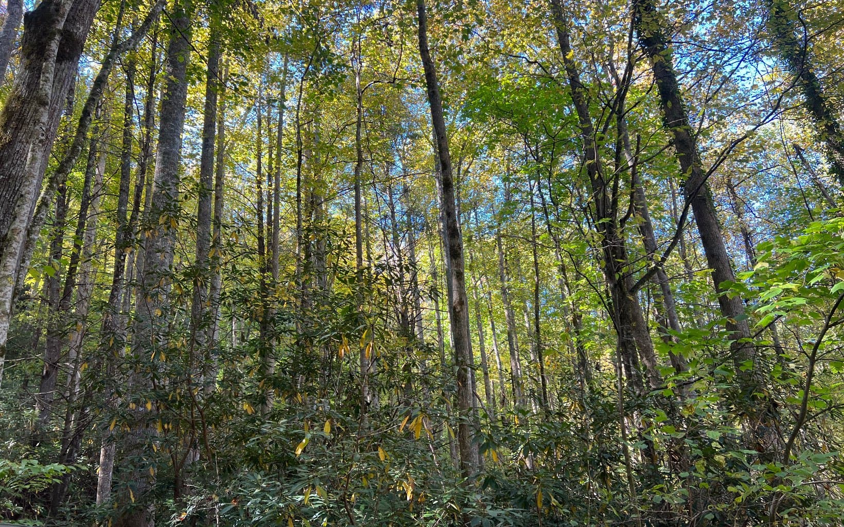 TR 1 Tusquittee Road, Hayesville NC 28904 - Primary photo