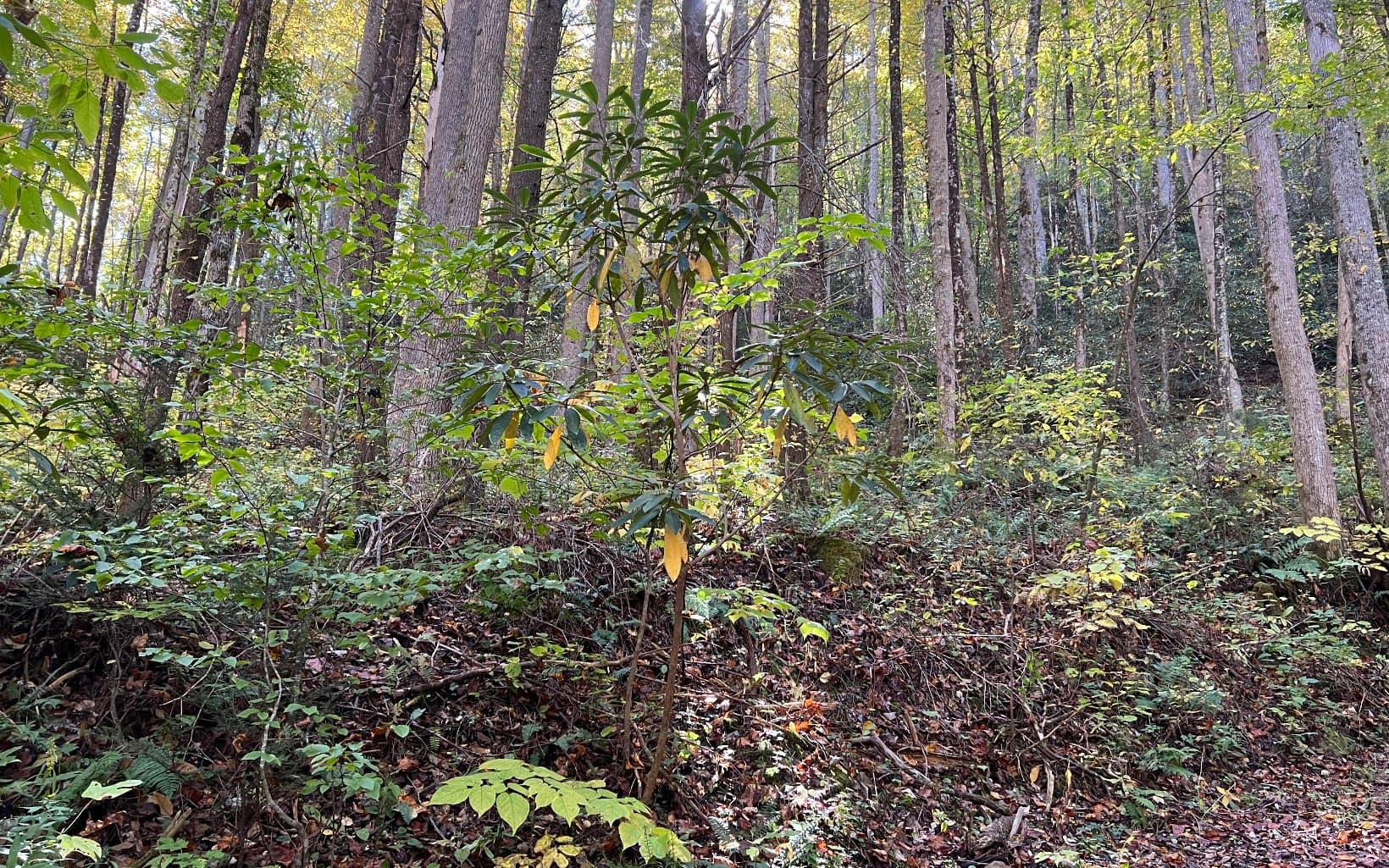 TR 1 Tusquittee Road, Hayesville NC 28904 - Photo