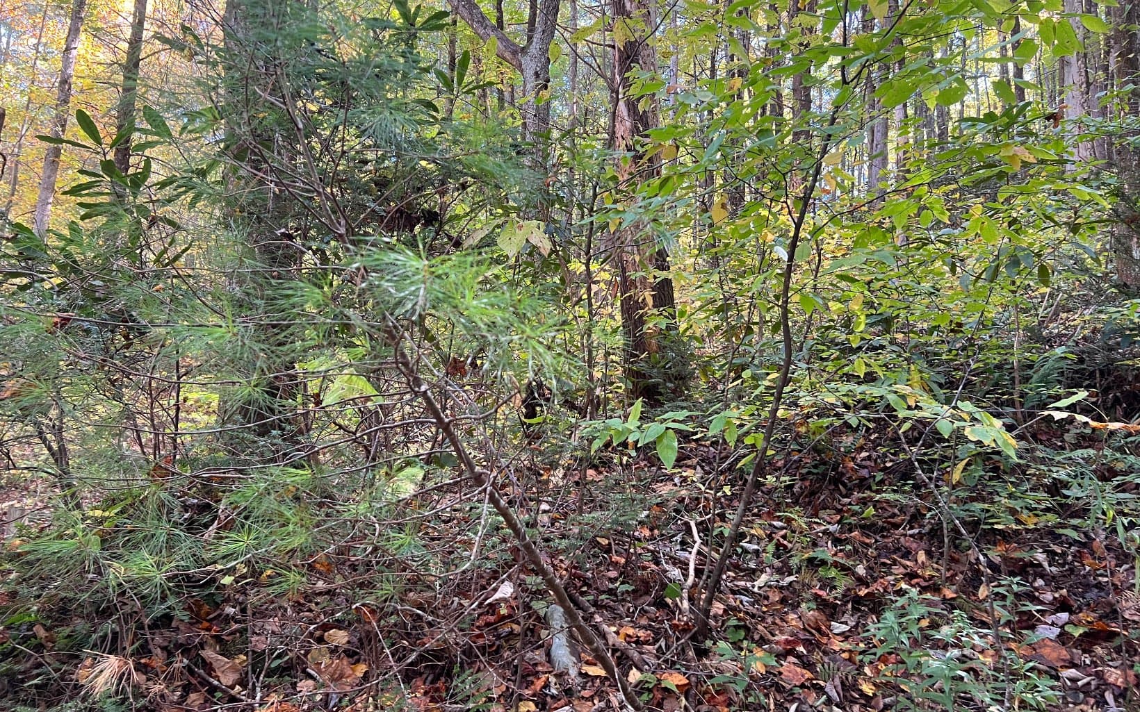 TR 1 Tusquittee Road, Hayesville NC 28904 - Photo