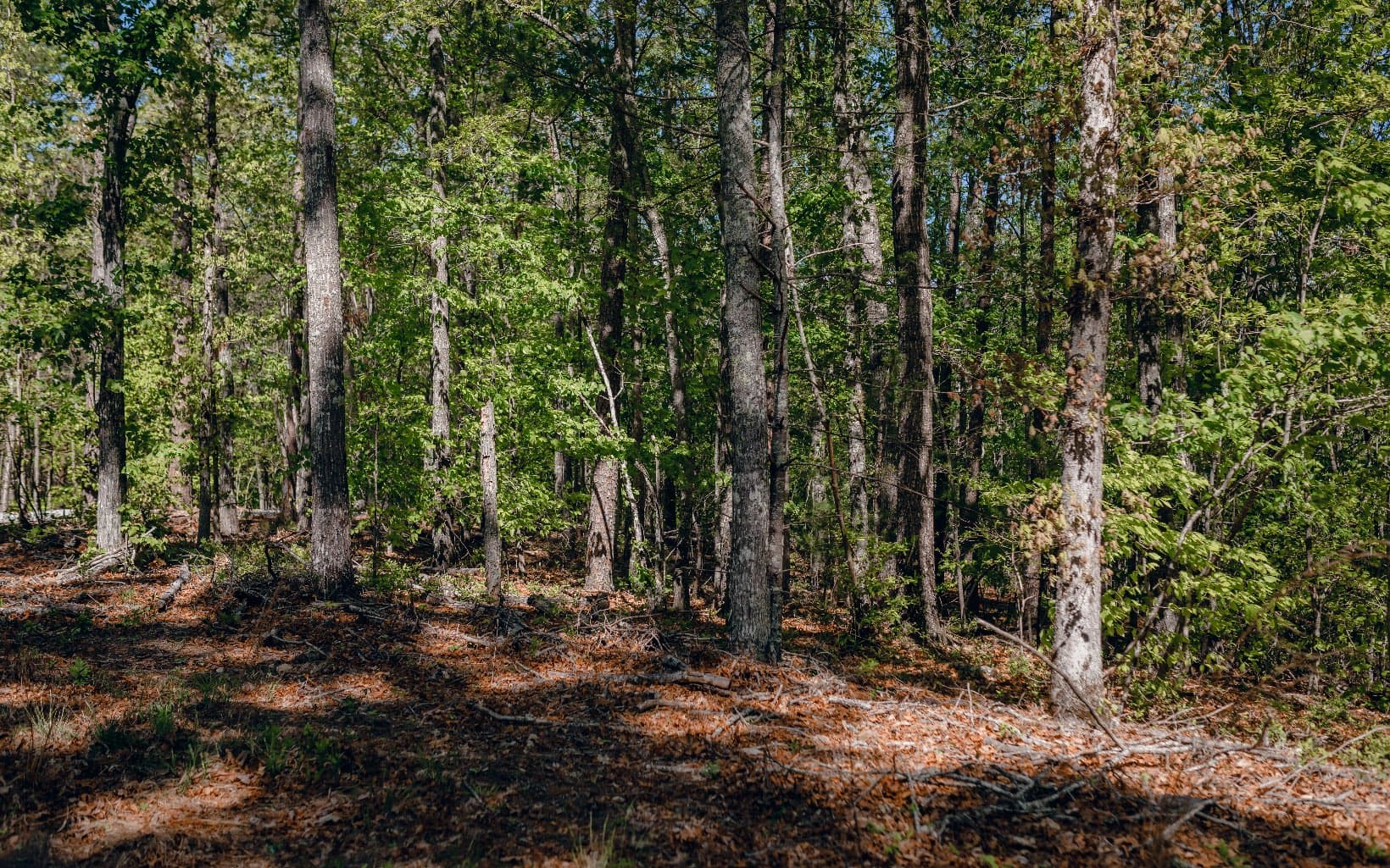 Alamo Trail, Morganton GA 30560 - Photo