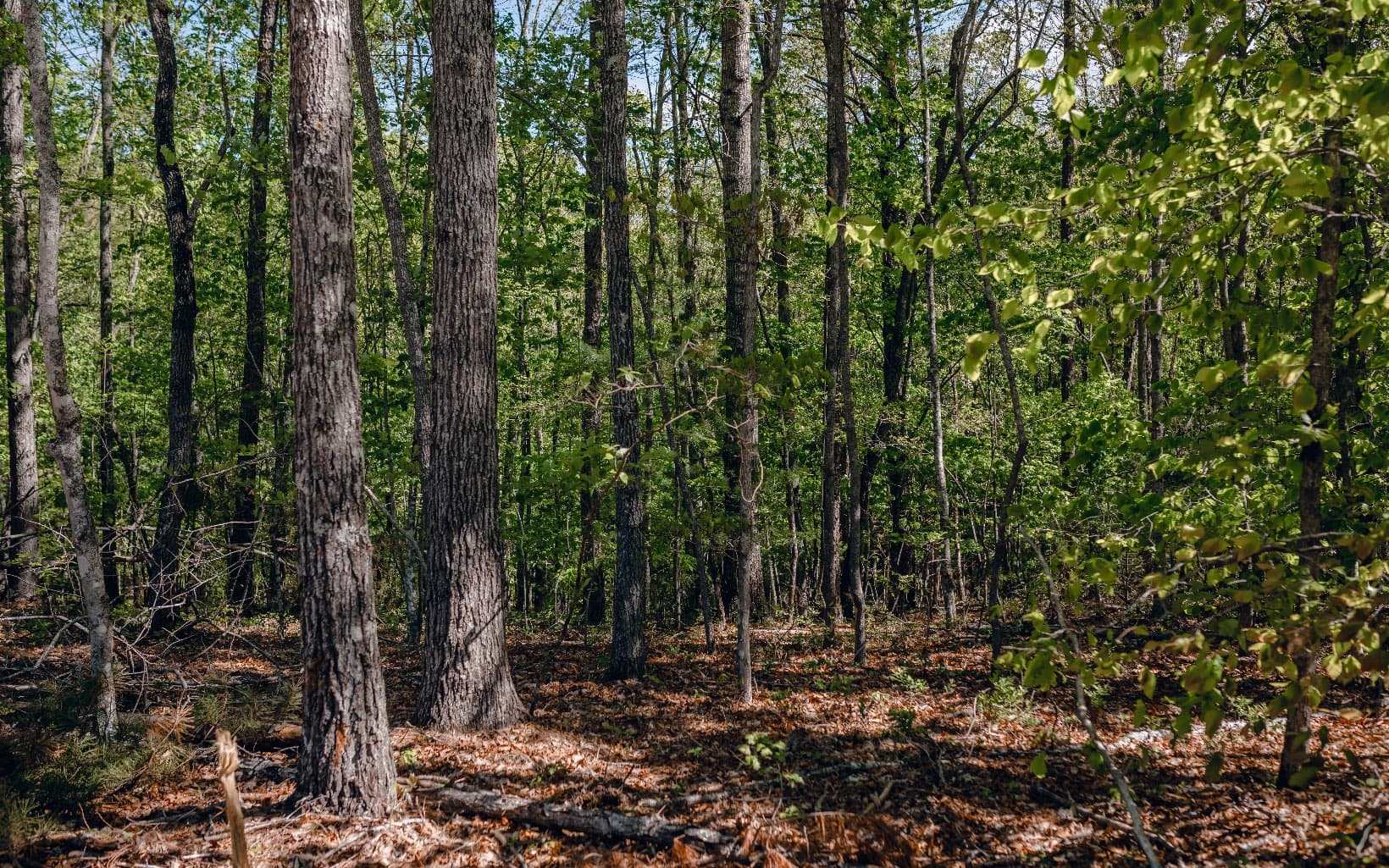 Alamo Trail, Morganton GA 30560 - Photo
