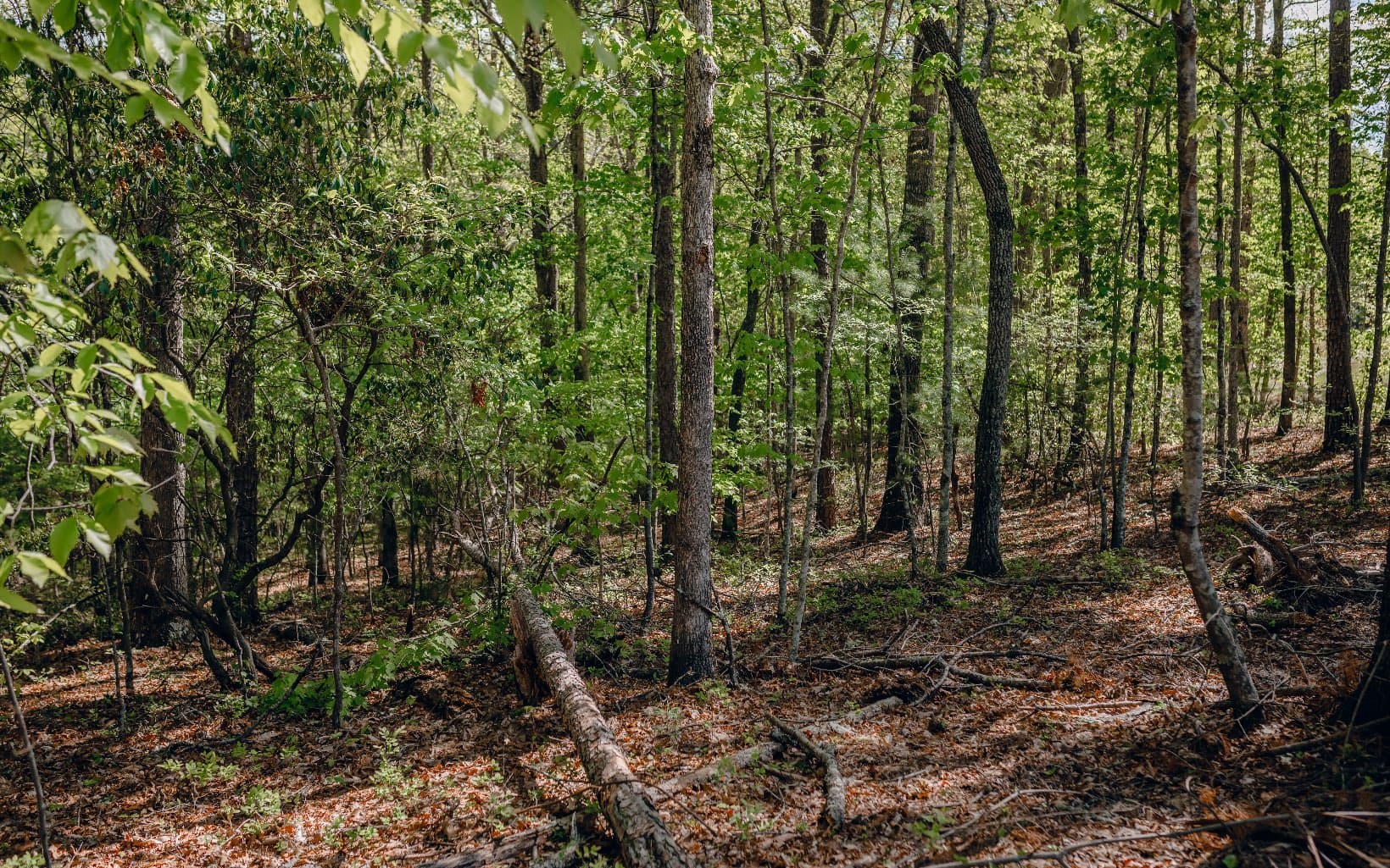 Alamo Trail, Morganton GA 30560 - Photo