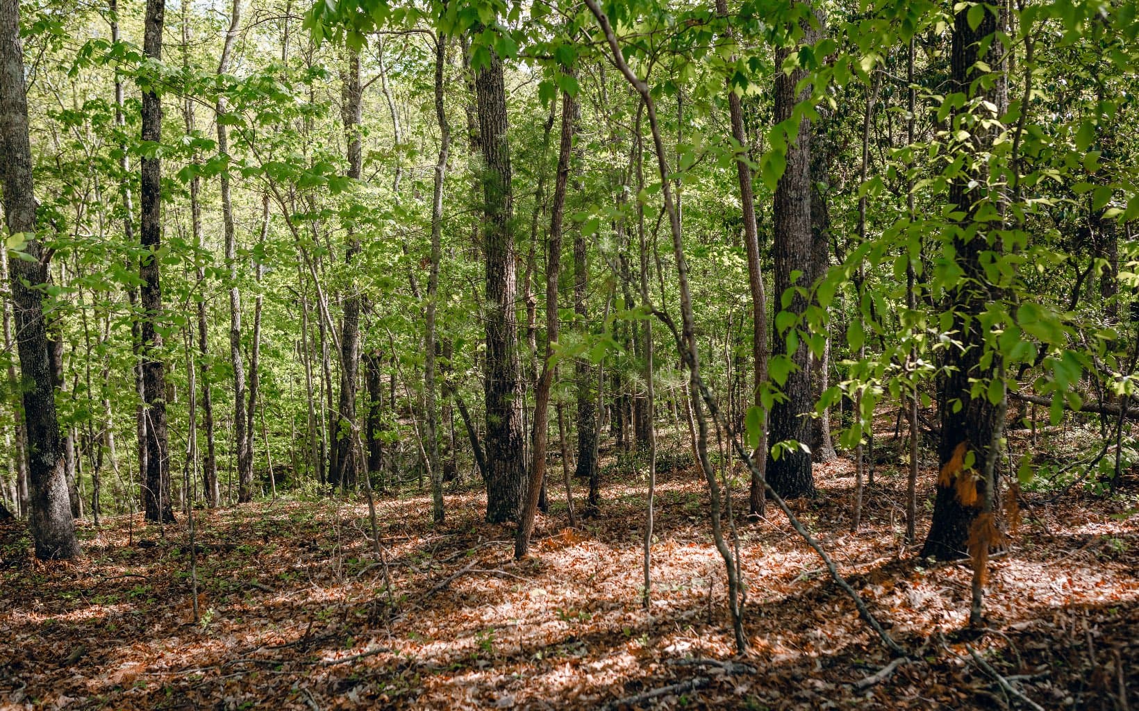 Alamo Trail, Morganton GA 30560 - Photo