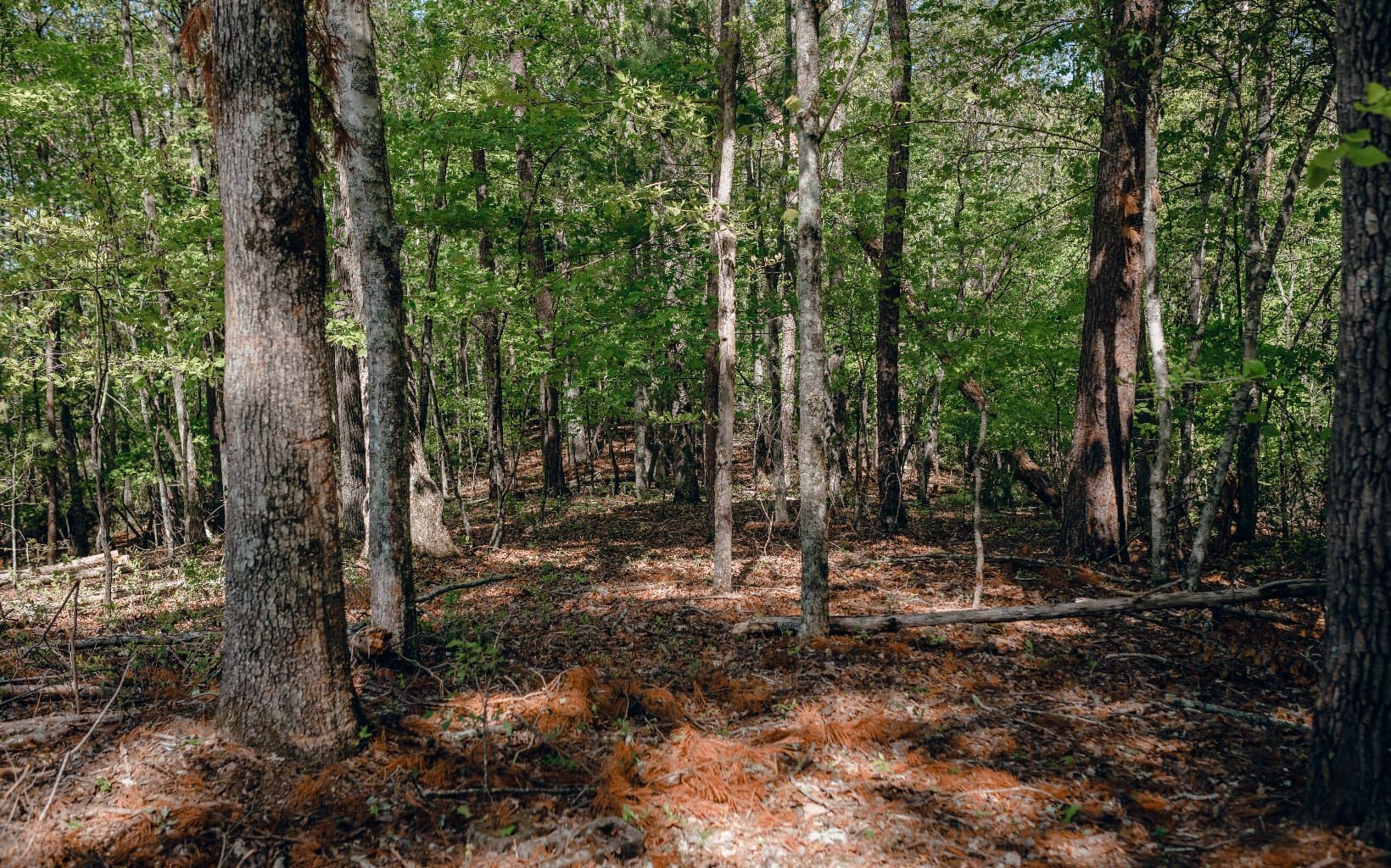 Alamo Trail, Morganton GA 30560 - Photo