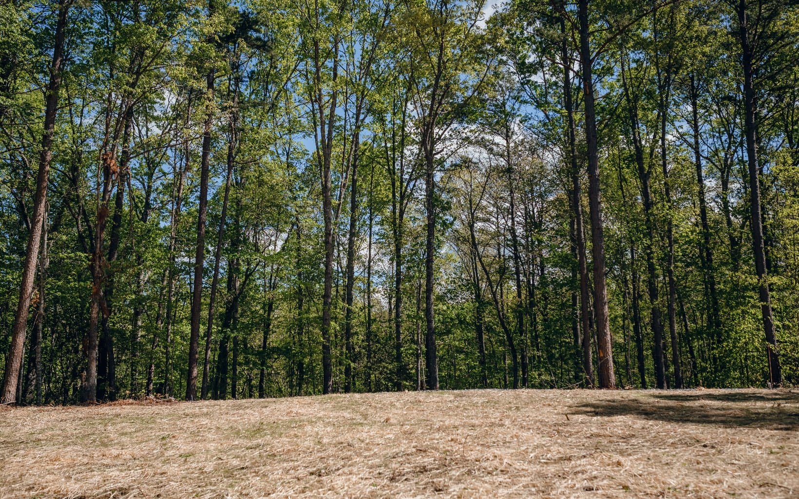 Alamo Trail, Morganton GA 30560 - Photo