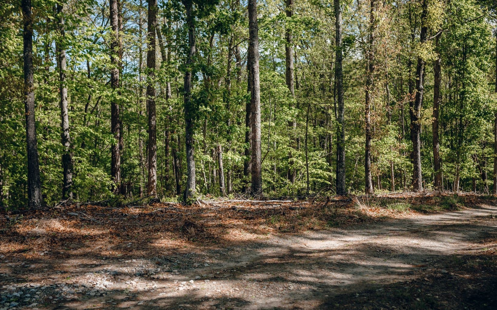 Alamo Trail, Morganton GA 30560 - Photo