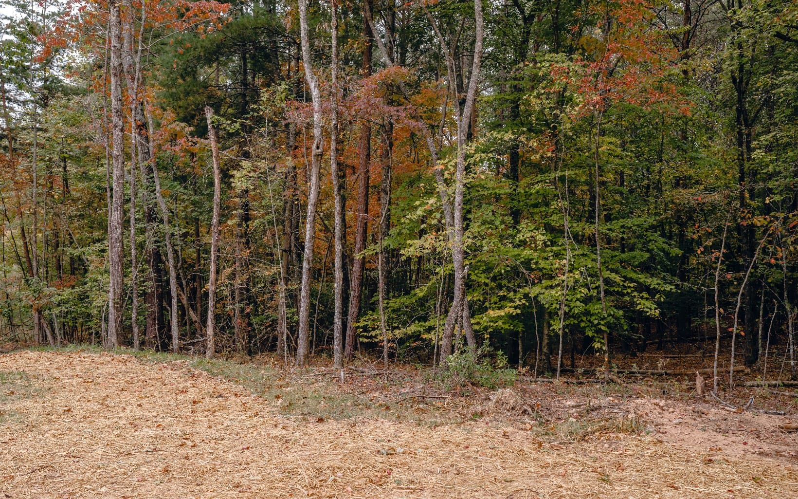 Alamo Trail, Morganton GA 30560 - Photo
