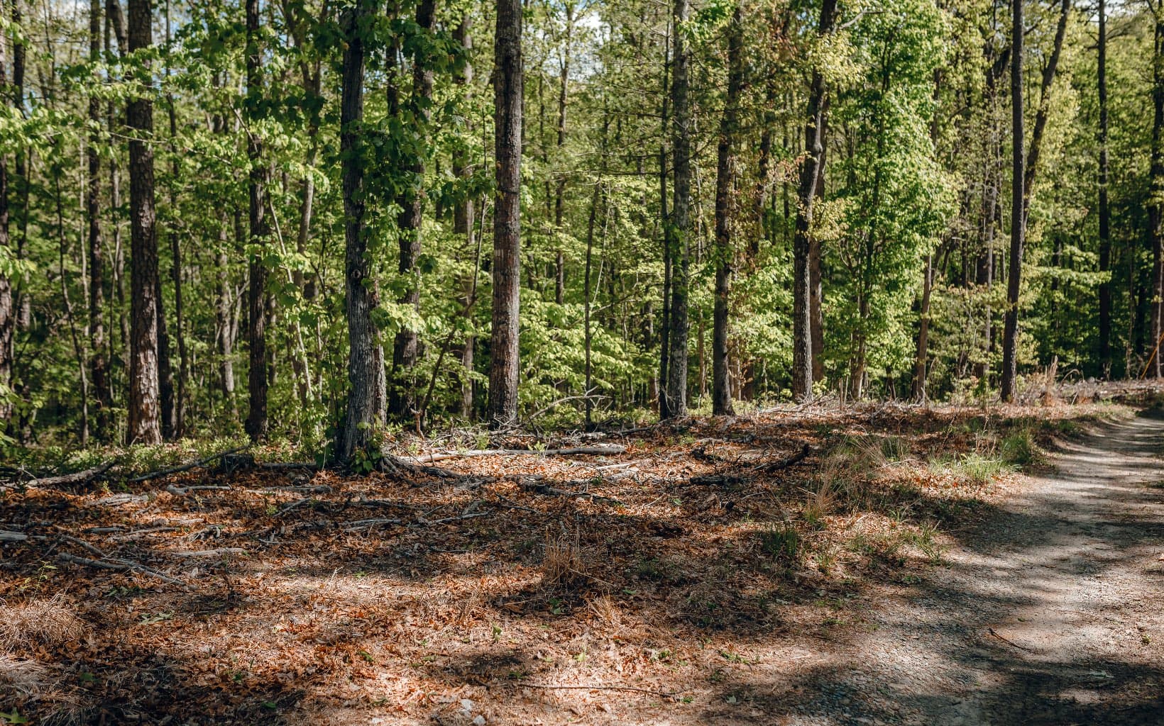 Alamo Trail, Morganton GA 30560 - Photo