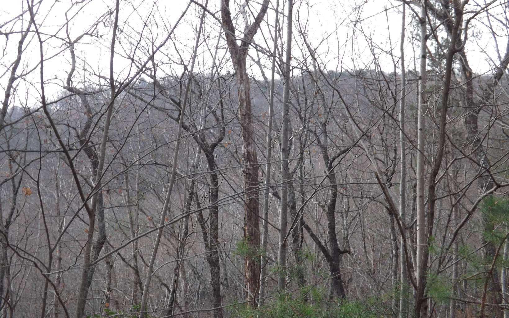 Eastview Eastview Lane- Lot M, Clayton GA 30525 - Photo