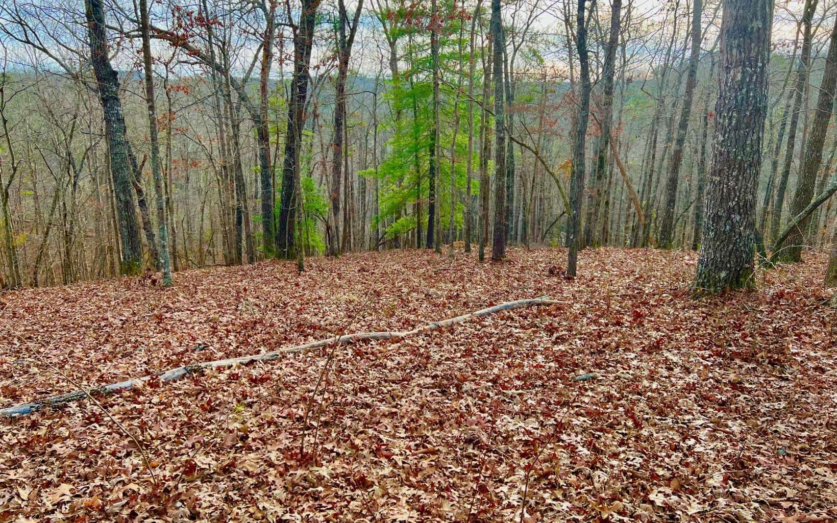 LT209 Harris Ridge Drive, Ellijay GA 30540 - Primary photo