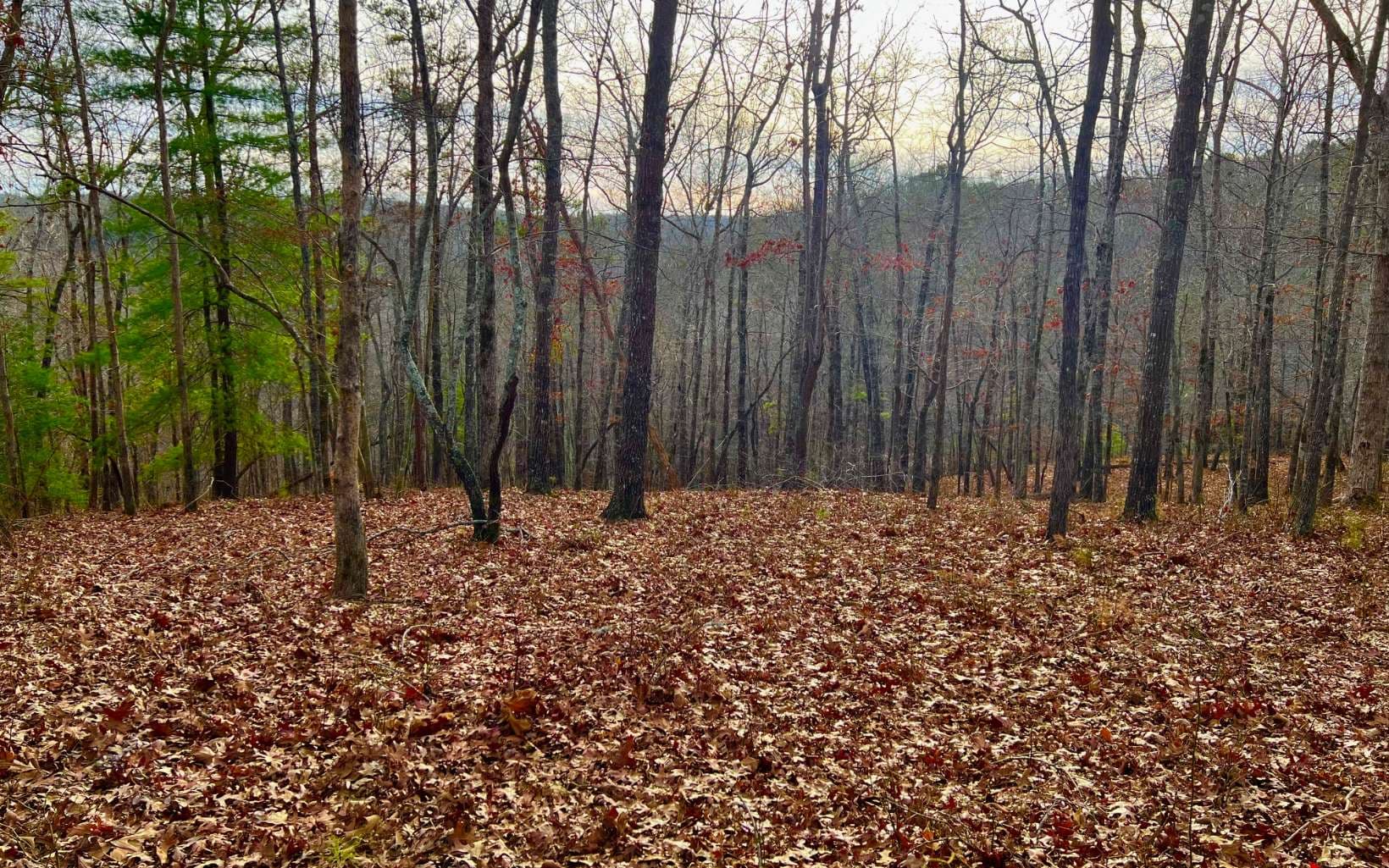 LT209 Harris Ridge Drive, Ellijay GA 30540 - Photo