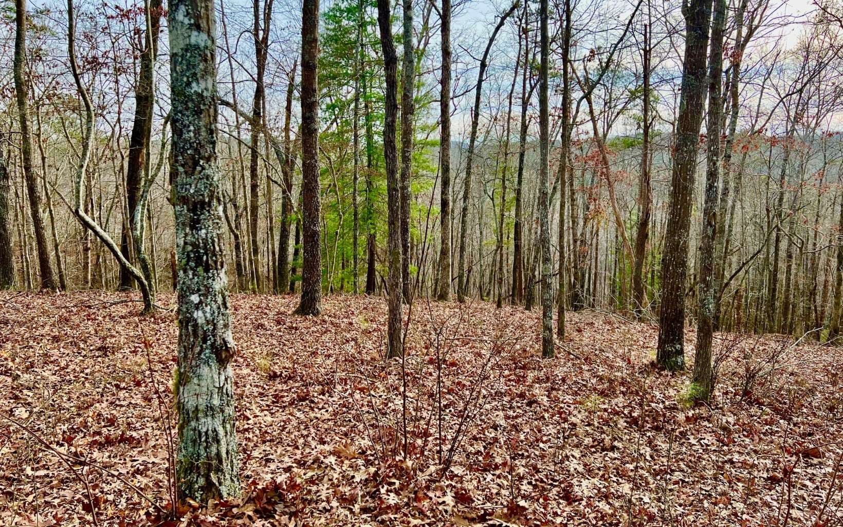 LT209 Harris Ridge Drive, Ellijay GA 30540 - Photo