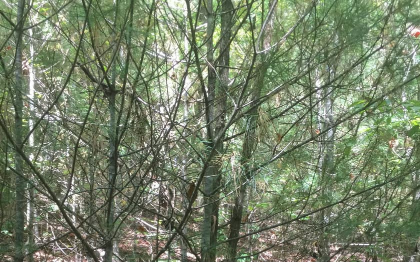 LOT 1 Red Oak Ridge, Hayesville NC 28904 - Photo
