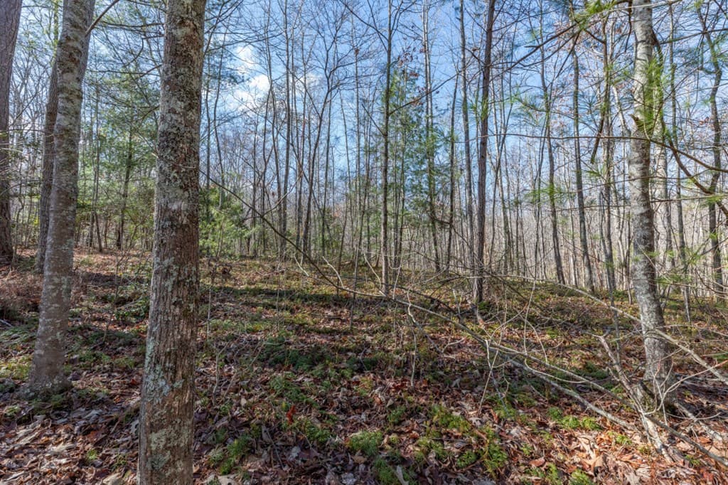 Lot 50 Tranquility @ Carters Lake, Ellijay GA 30540 - Photo