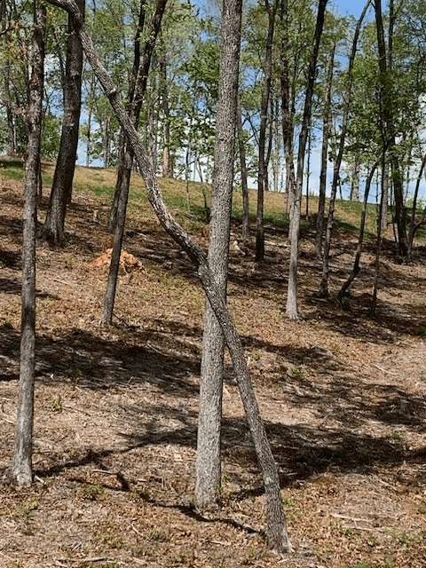 Lot #6 Lake Top, Ellijay GA 30540 - Photo