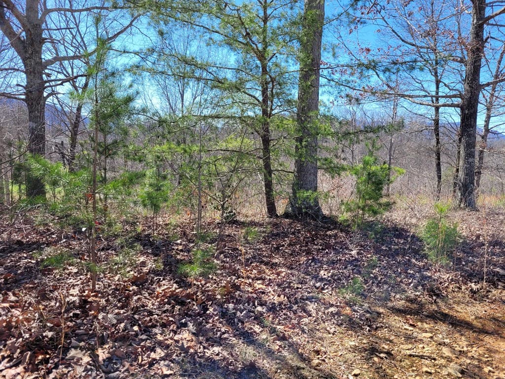 Lot 25 Dan Knob Drive, Hayesville NC 28904 - Photo