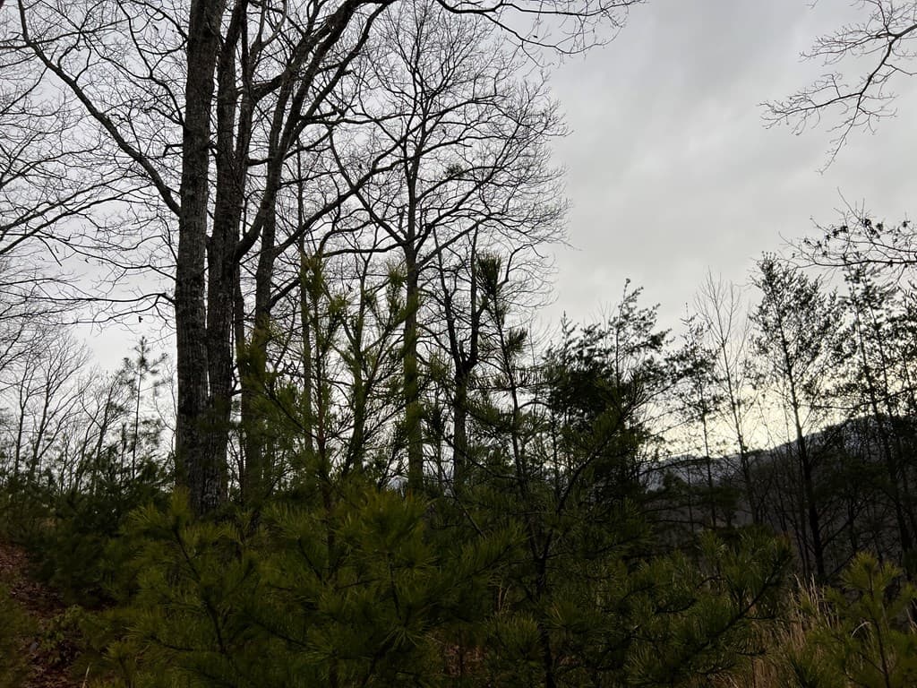 Lot 137 Shiloh, Hayesville NC 28904 - Photo
