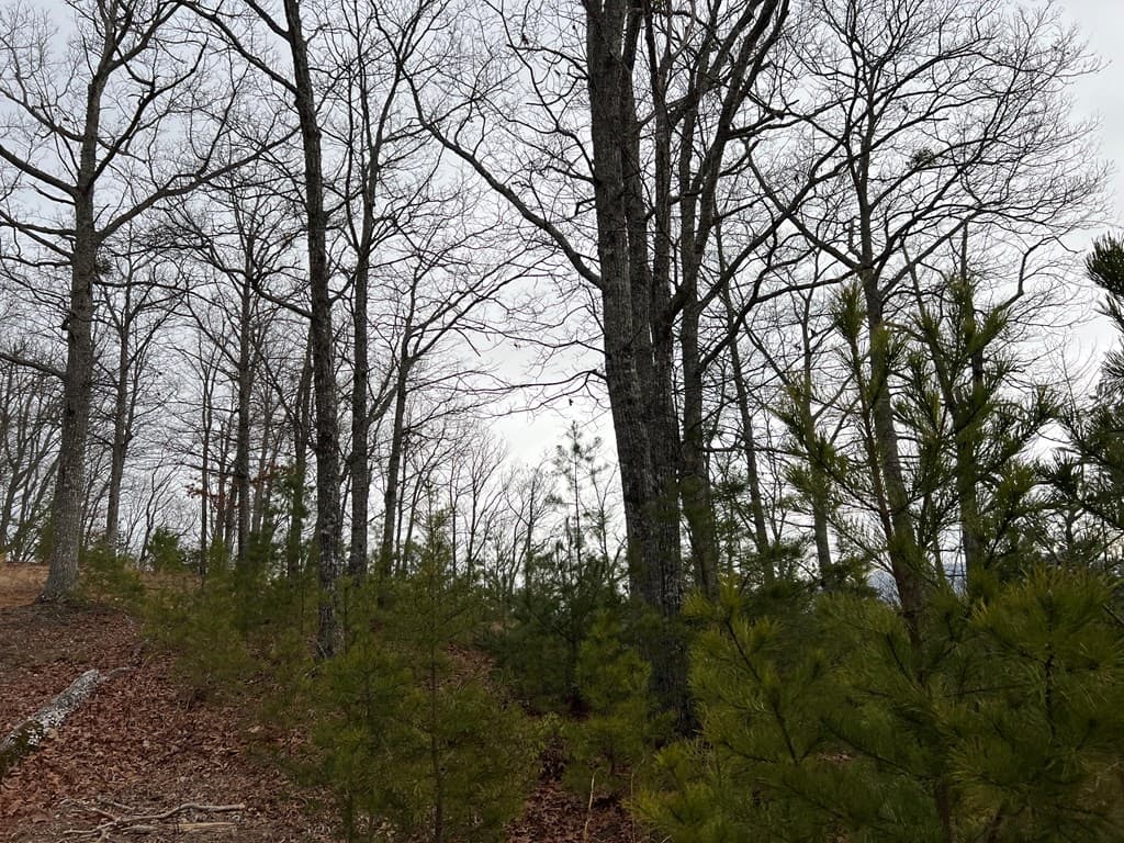 Lot 137 Shiloh, Hayesville NC 28904 - Photo