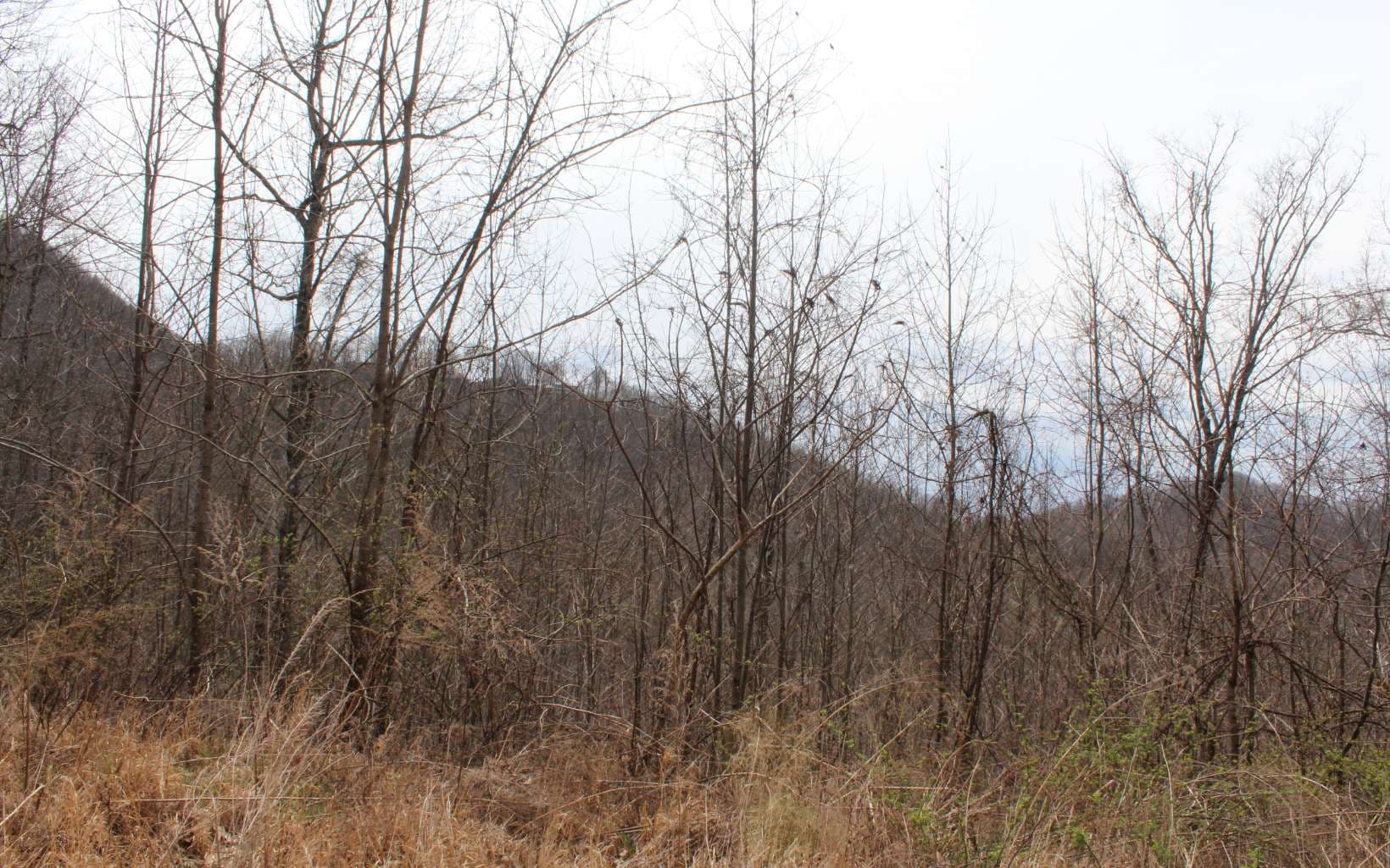 21 N Ridge High Meadows, Hayesville NC 28904 - Photo