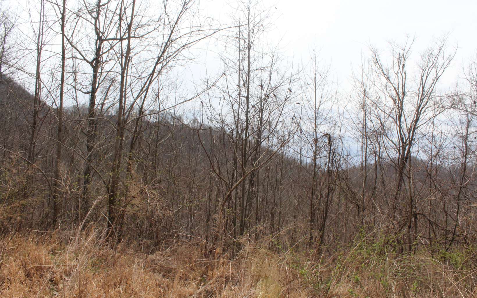 21 N Ridge High Meadows, Hayesville NC 28904 - Photo