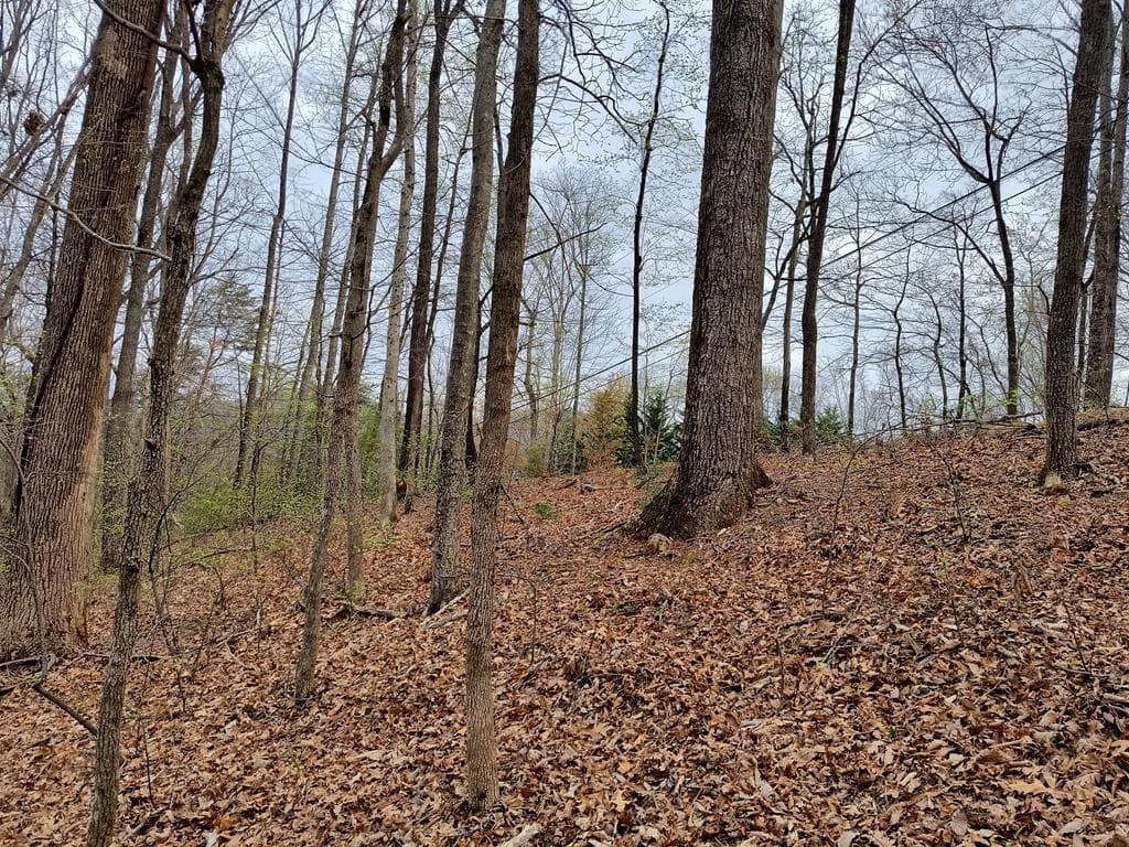 M99 Sleepy Hollow Road, Ellijay GA 30536 - Photo