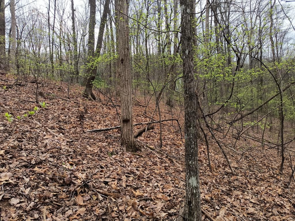 M99 Sleepy Hollow Road, Ellijay GA 30536 - Photo