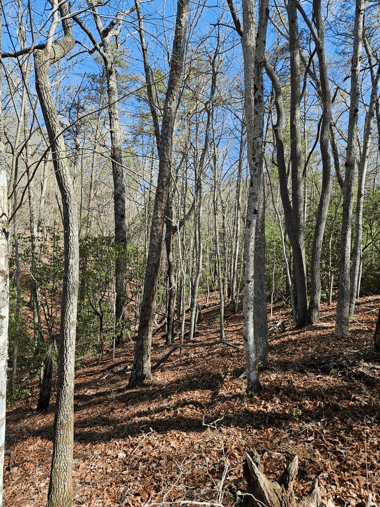 5.2 Deer Crest Road, Blue Ridge GA 30513 - Photo
