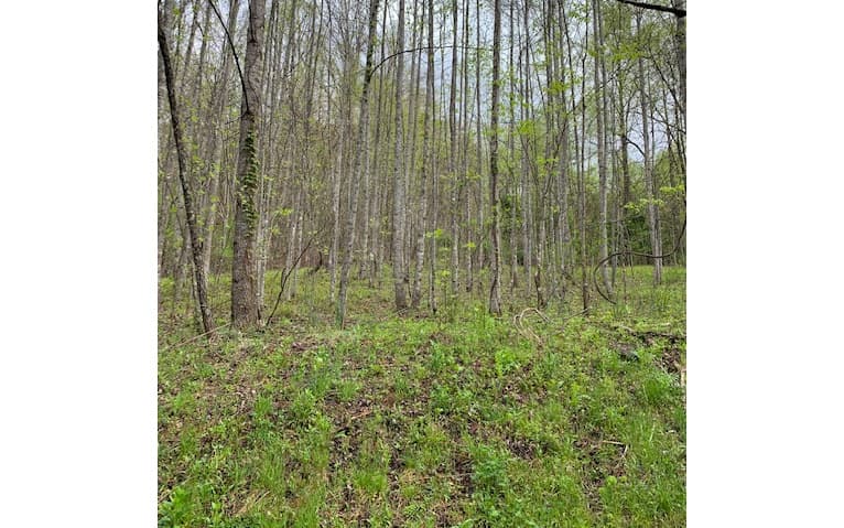 LT 10 High Meadows, Hayesville NC 28904 - Photo
