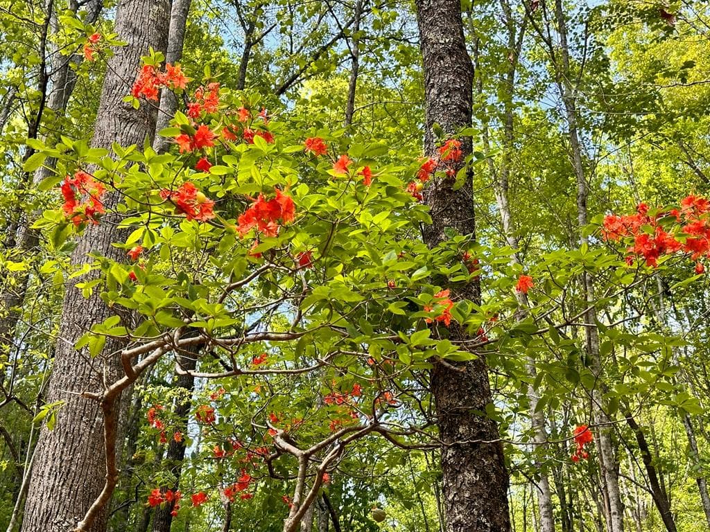 Lot 12 Settawig Overlook, Hayesville NC 28904 - Photo