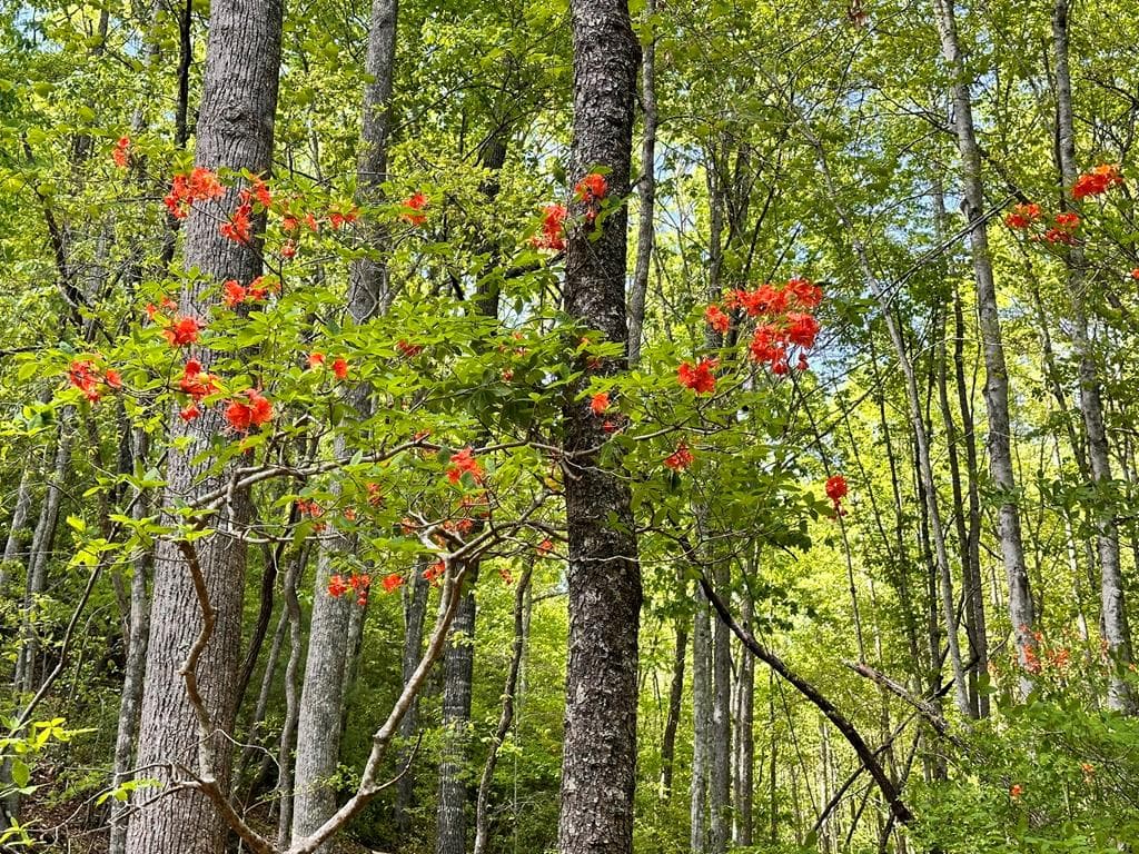 Lot 12 Settawig Overlook, Hayesville NC 28904 - Photo