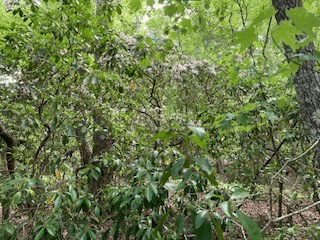LOT 1667 Fugue Drive, Ellijay GA 30540 - Photo