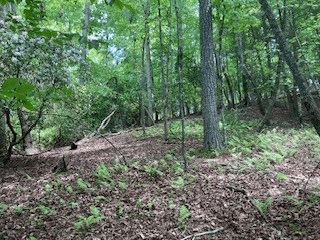 LOT 1667 Fugue Drive, Ellijay GA 30540 - Photo