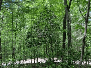 LOT 1667 Fugue Drive, Ellijay GA 30540 - Photo