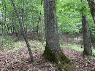 LOT 1667 Fugue Drive, Ellijay GA 30540 - Photo