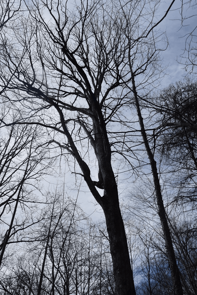 Lot #50 Broken Arrow, Hayesville NC 28904 - Photo