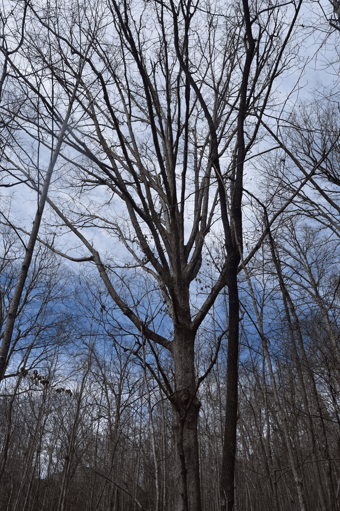 Lot #50 Broken Arrow, Hayesville NC 28904 - Photo