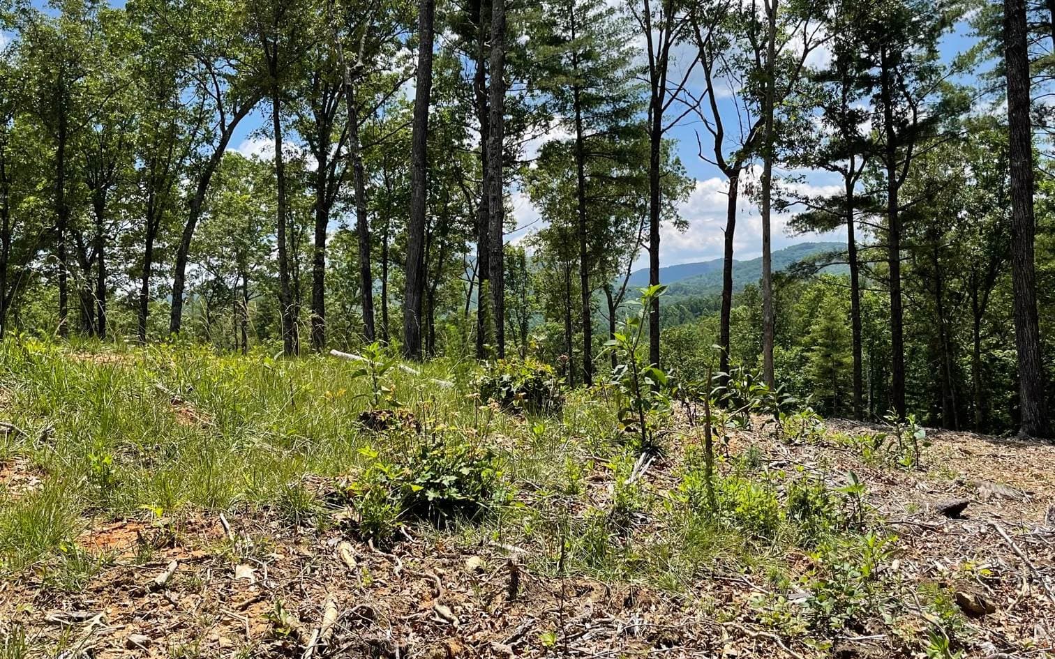 LOT 95 The Ridges, Morganton GA 30560 - Primary photo