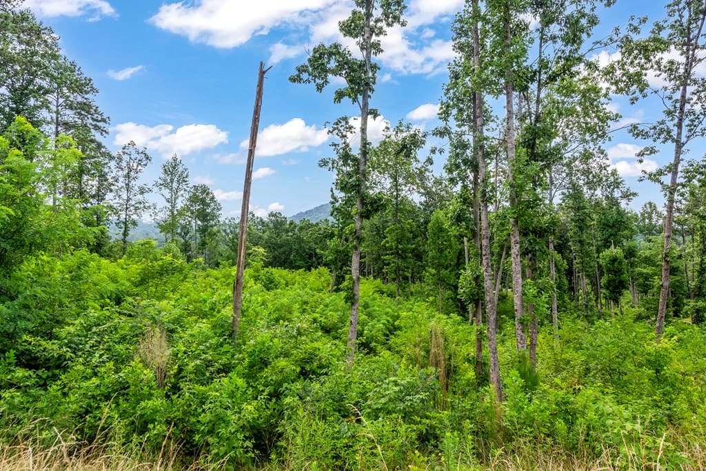 Lot 207 Oak Park Drive, Talking Rock GA 30175 - Photo