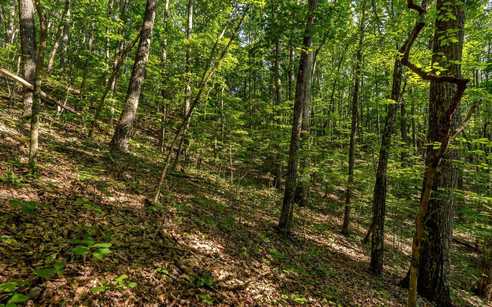L11 Mattie Lane, Blairsville GA 30512 - Photo