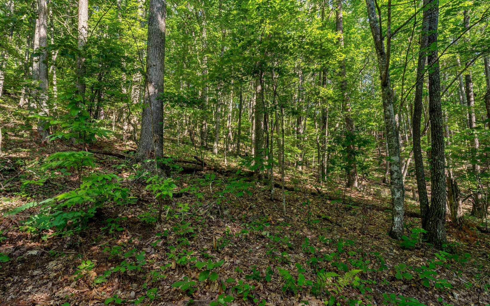 L11 Mattie Lane, Blairsville GA 30512 - Photo